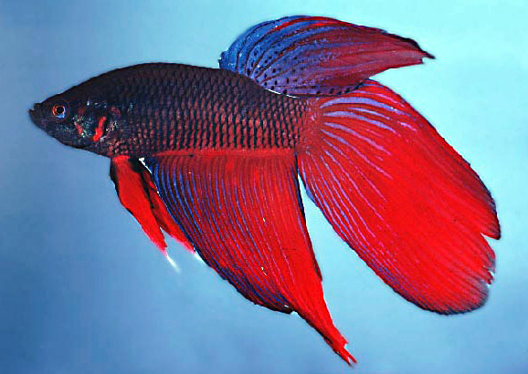 Can you believe that these Siamese Fighting fish also called Bettas 